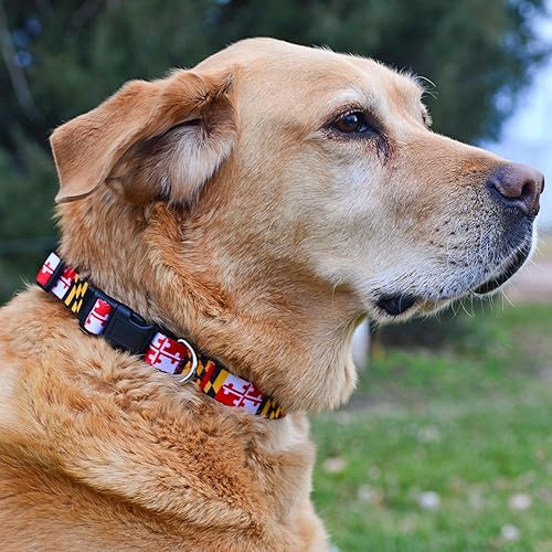 Miniatura 5 de Native Pup Collar para perro con la bandera de Maryland (Maryland, grande)