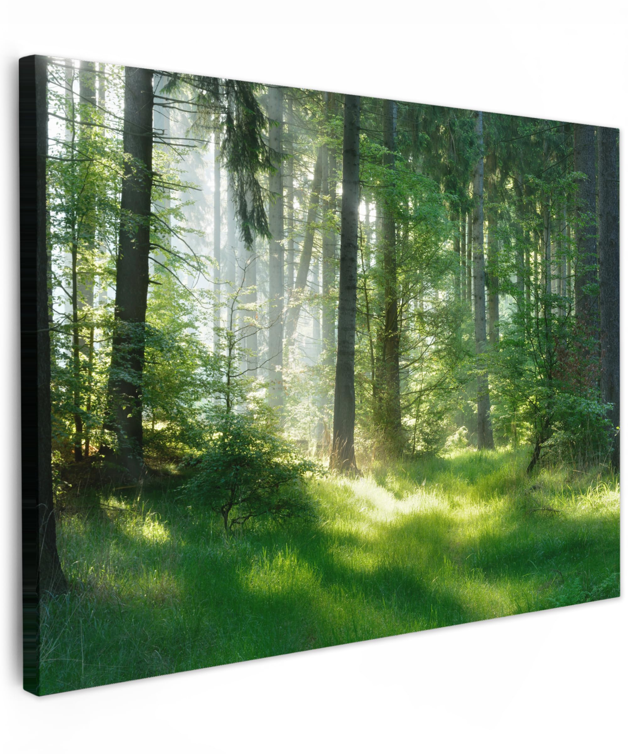 MuchoWow© Leinwände 70x50 cm Wall Decoration Bilder Schlafzimmer Deko Pictures Canvas Painting Wanddekoration Wohnzimmer Wandbilder Bild Wald - Natur - Bäume - Grün - Sonne - Gras - Pflanzen