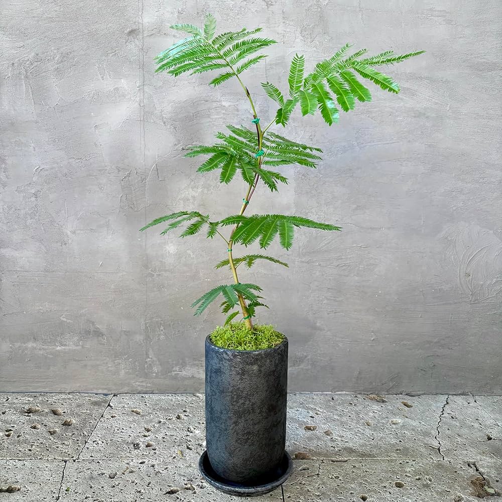 エバーフレッシュ　観葉植物　大型サイズ　美形　盆栽仕立て樹形 エバーフレッシュ観葉植物大型サイズ美形盆栽仕立て樹形