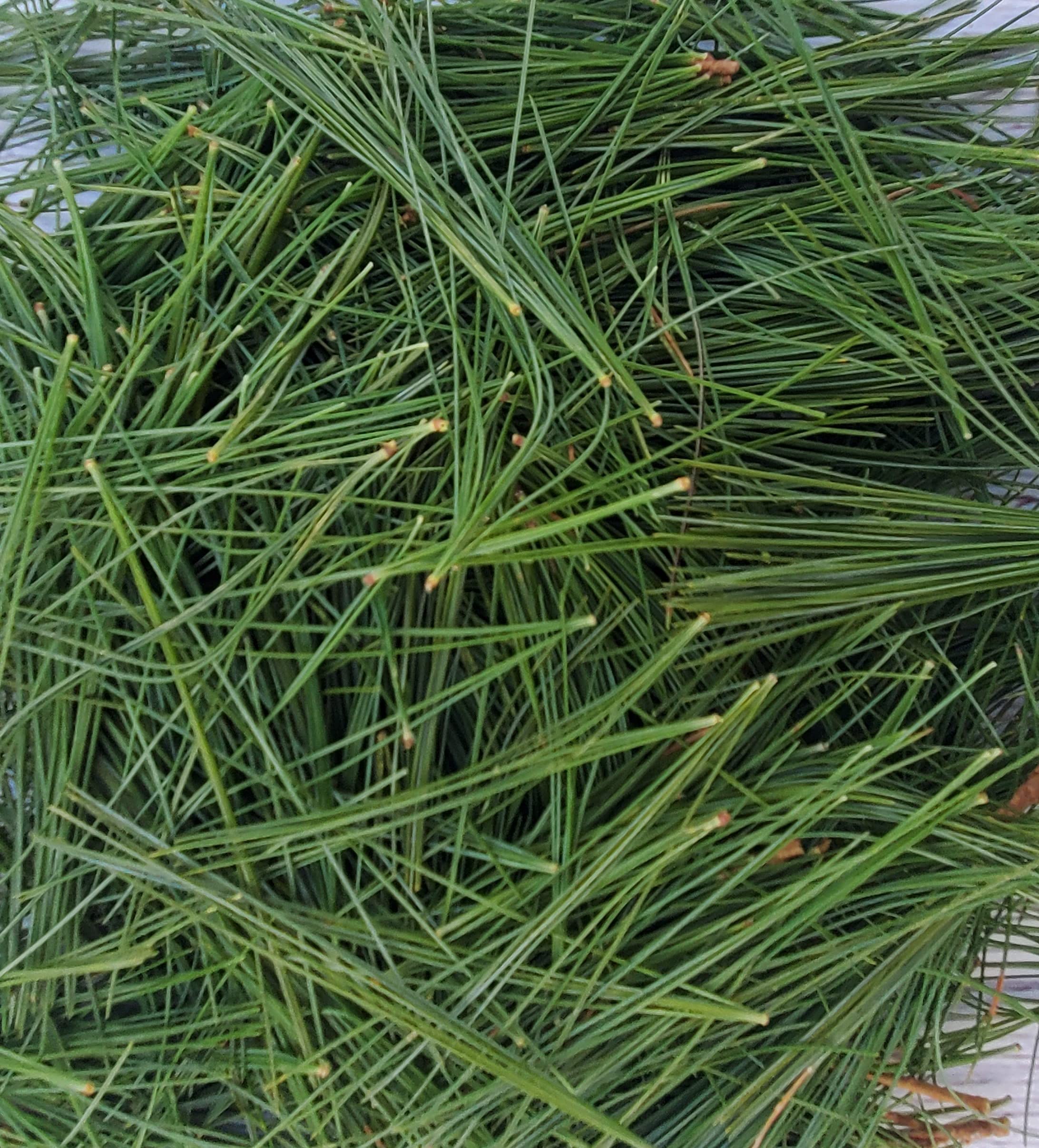 Tin Roof Treasure Fresh Natural Maine Eastern White Pine Needles 4oz