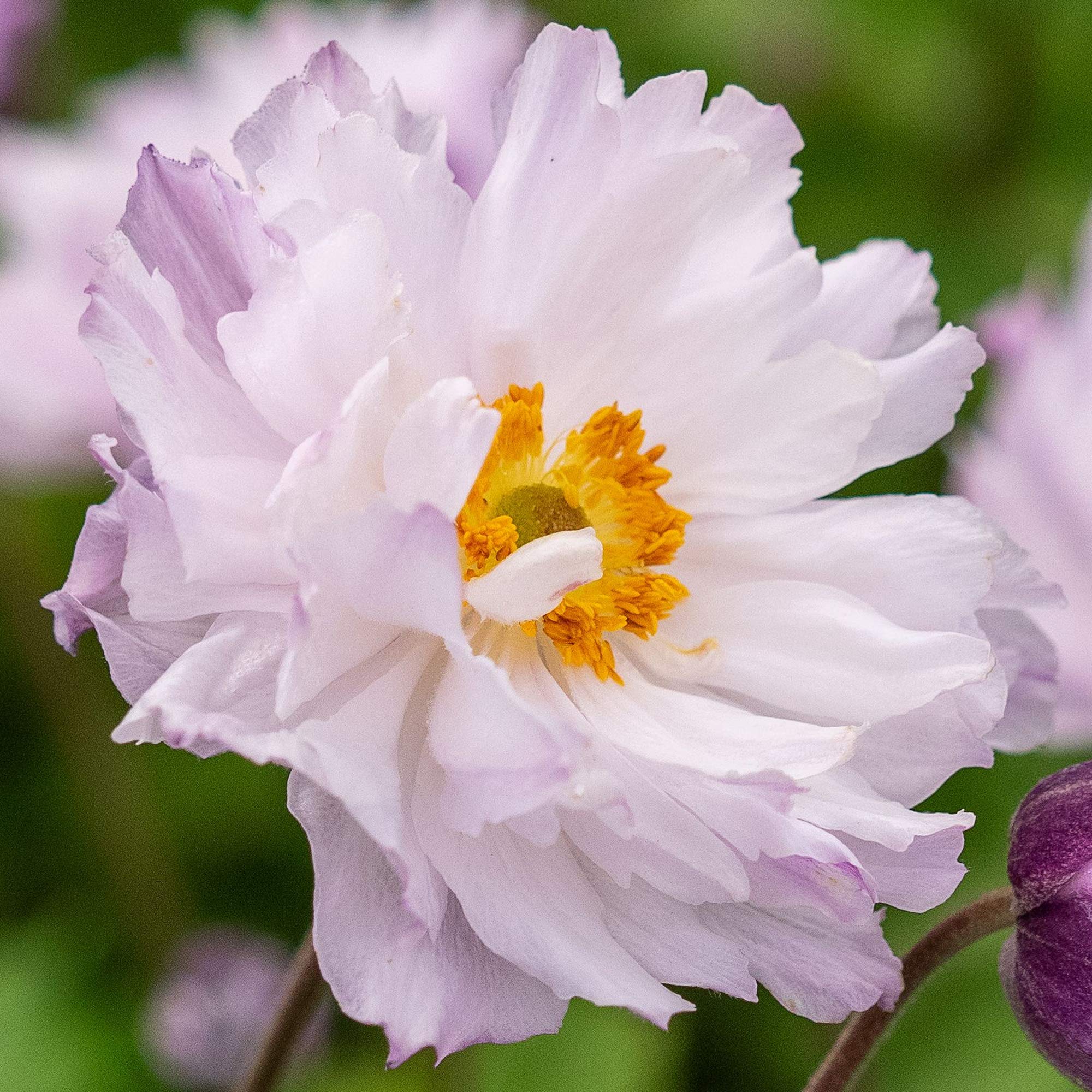 Anemone Frilly Knickers Windflower Clumping Herbaceous Perennial Outdoor Plant (3 Litre Pot, 30-50cm)