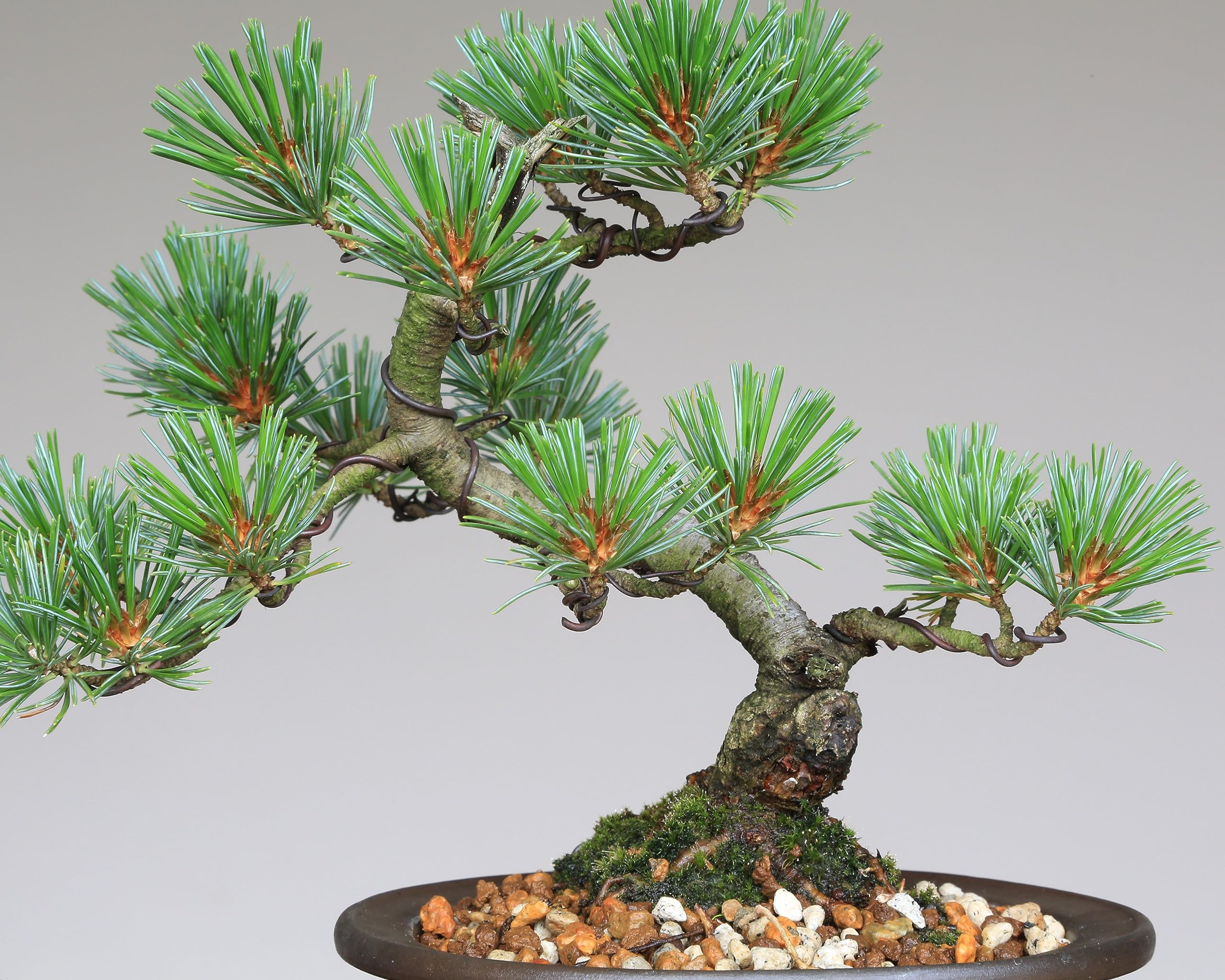 【棚場整理】五葉松　大巓性　小品盆栽 Amazon.co.jp: 吾妻五葉松【大巓性】小品盆栽【泰寿園 Online】 : DIY
