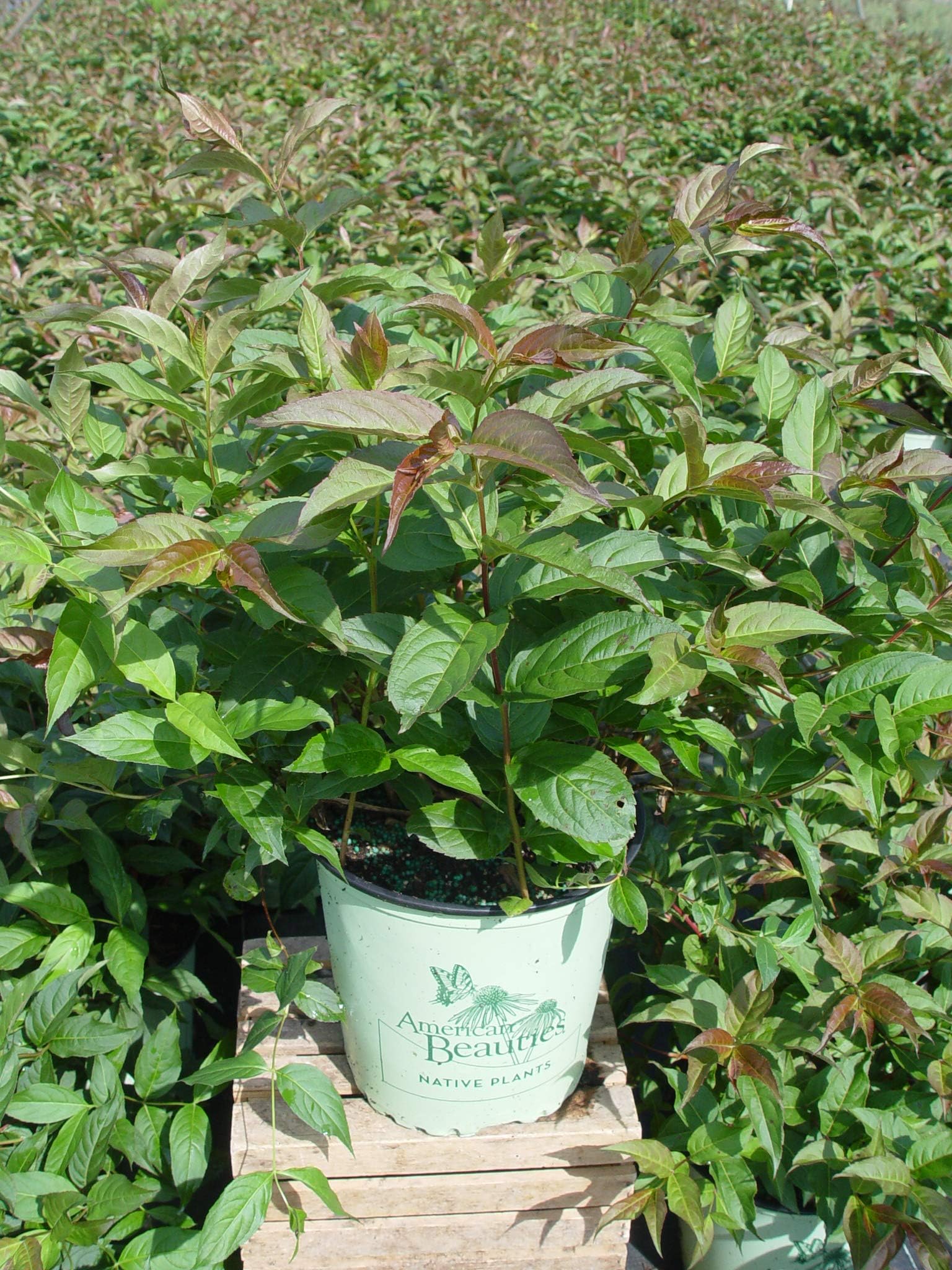 American Beauties Native PlantsDiervilla lonicera 'Copper' (Low Bush Honeysuckle) Shrub, 2-Size Container, Yellow Flowers