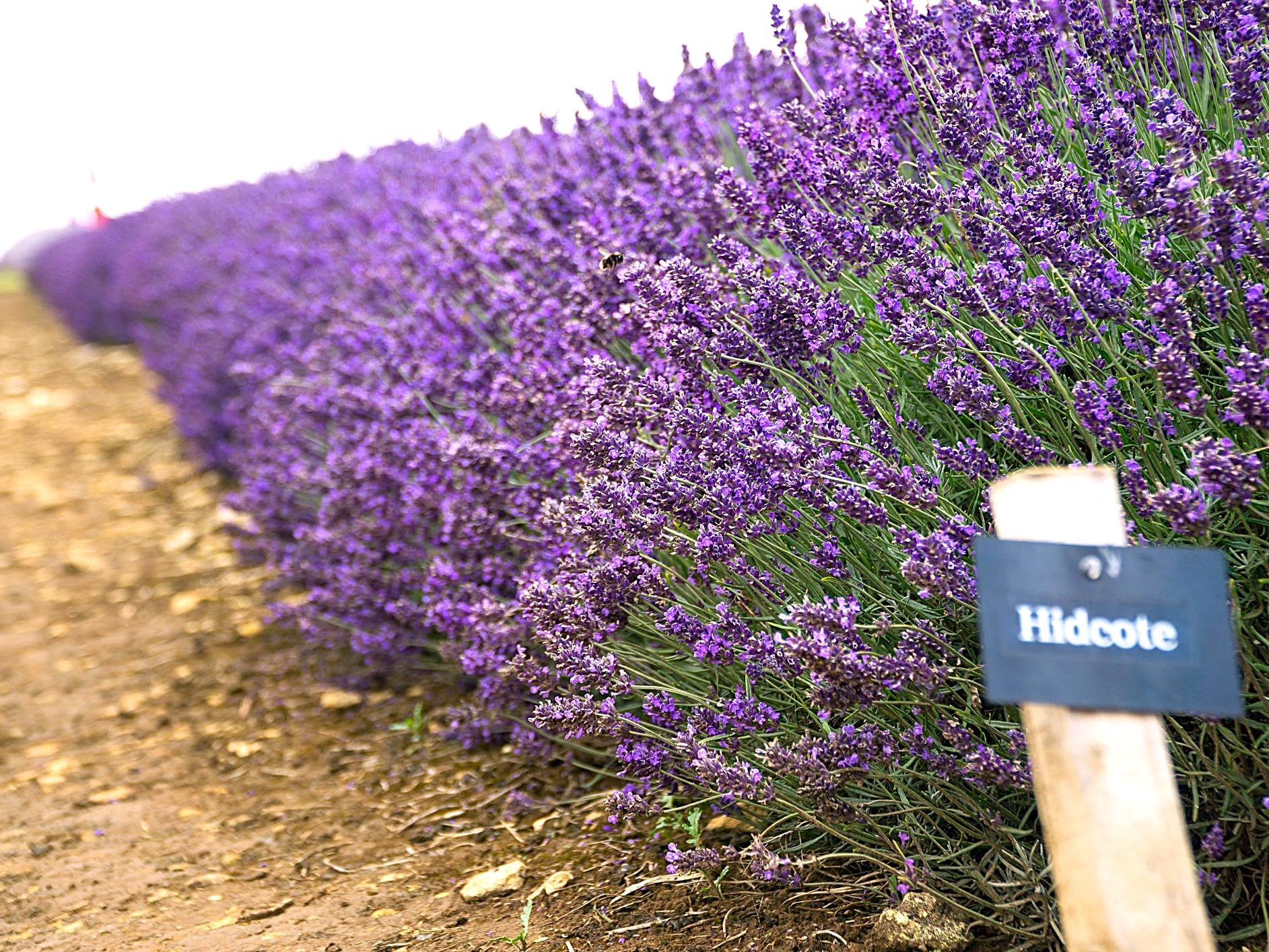 Hidcote Blue Lavender