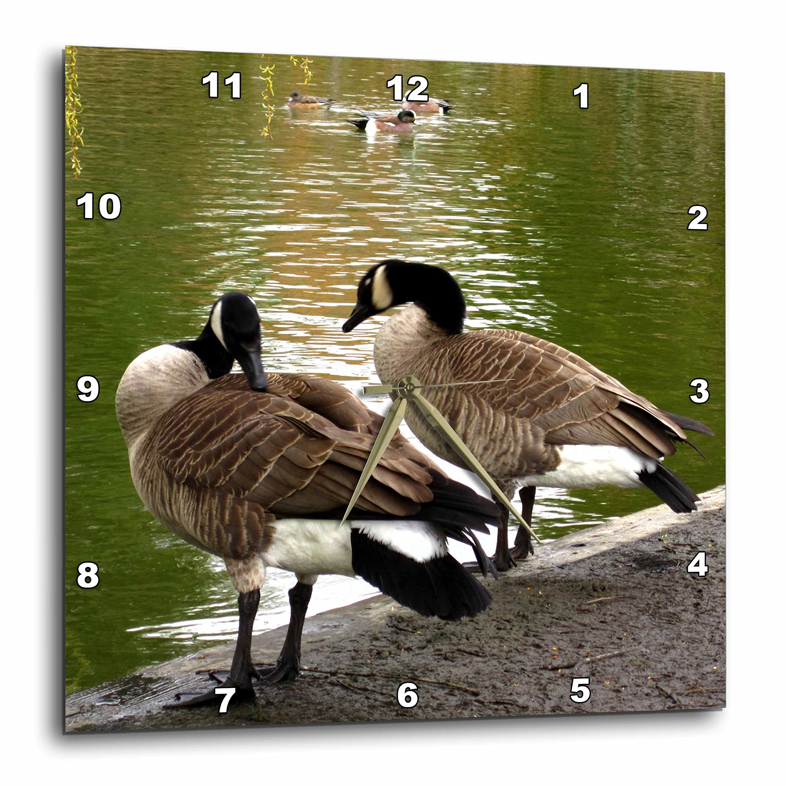 3dRoseDPP_18549_1 Canada Geese Preening at Waters Edge Wall Clock, 10 by 10-Inch