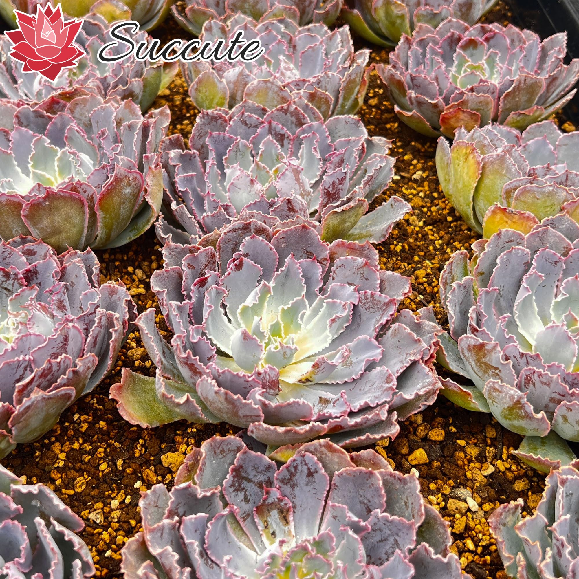 Amazon.co.jp: Succute: フリル系