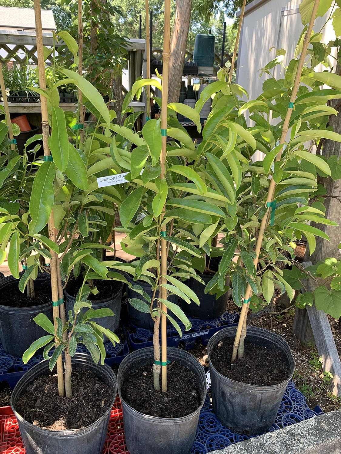Soursop (Annona muricate) - Fruit Tree