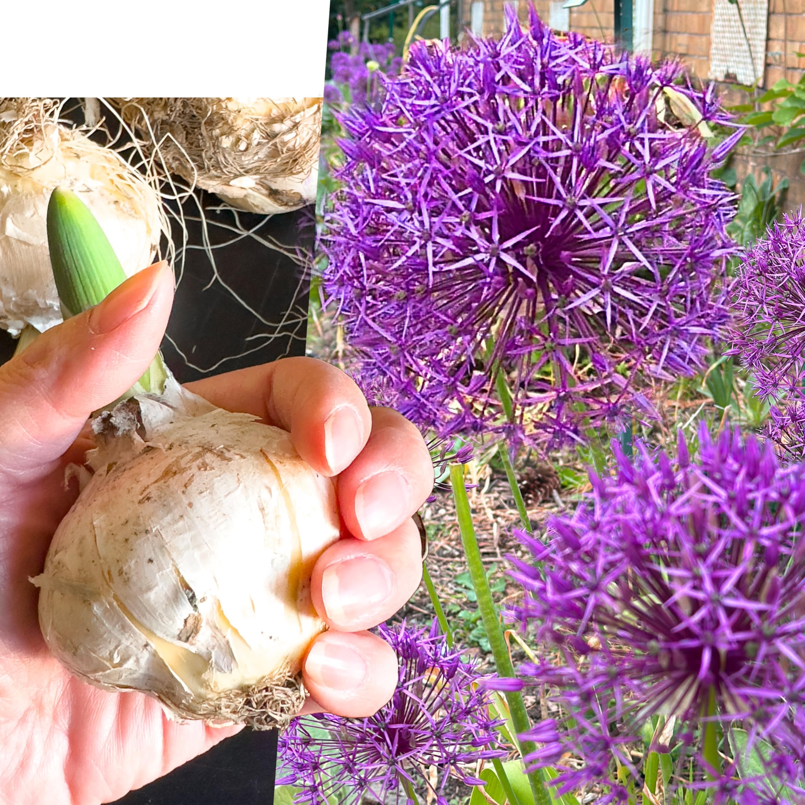 2 Extra Large Allium Bulbs (20cm+) – Purple Gladiator, Globemaster & Mount Everest Flowering Onion – Perennial Spring & Summer Garden Flower Bulbs, Pollinator Friendly