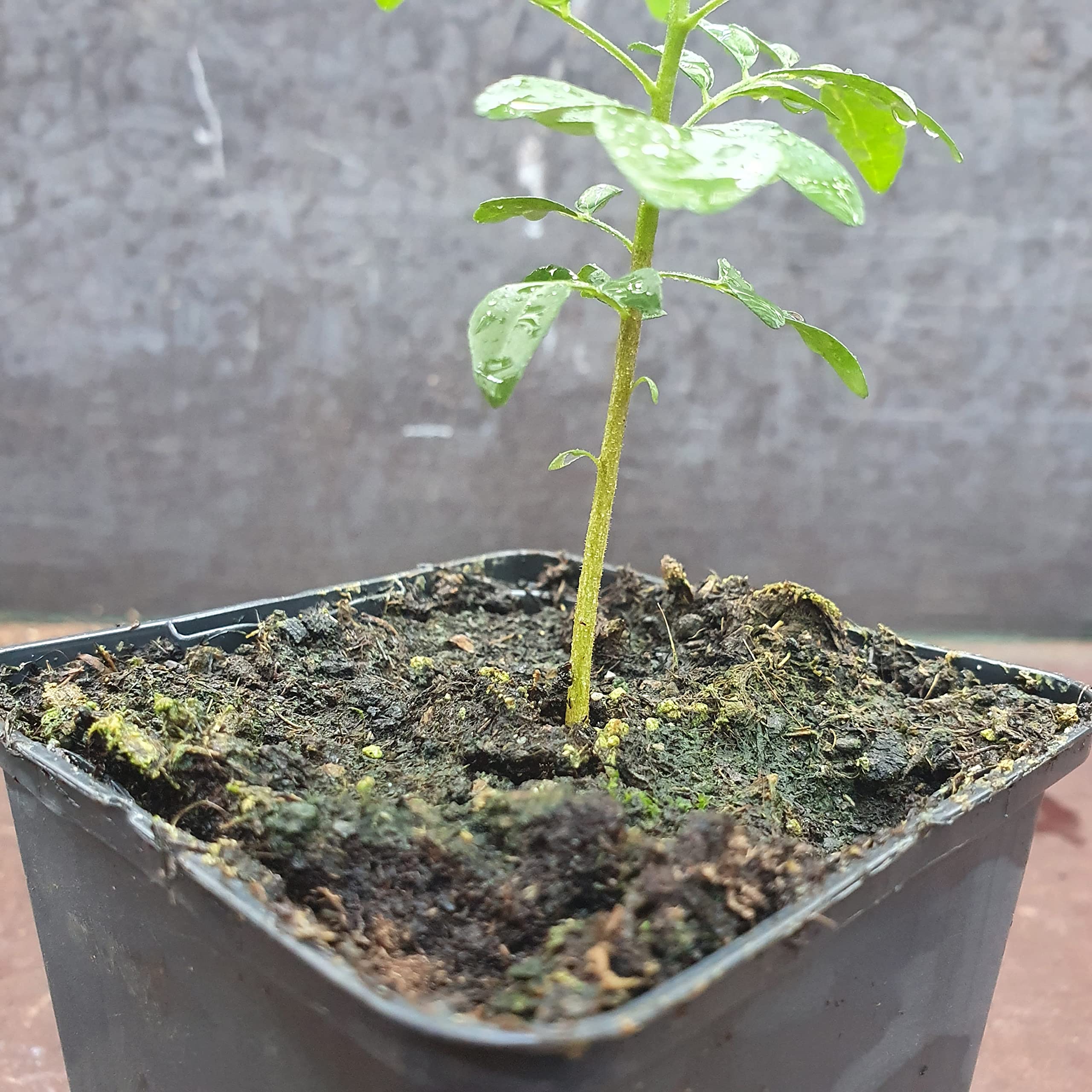 1 Arbre á curry | Murraya Koenigii | Cultivé à partir de graines | Plante de l'intérieur de l'Inde et du Sri Lanka | 10-15cm d'altura en maceta de 7cm | Caloupilé | Bergera Koenigii
