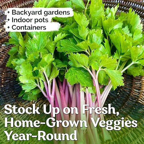 Vista 4 de KVITER 200 semillas de apio chino rosa (Apium Graveolens), semillas de hierbas de apio rosa para huerto casero, cosecha temprana, semillas