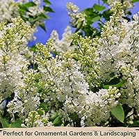 Vista 6 de 25 semillas de jlila aponés (extremadamente fragante)/Color Blanco