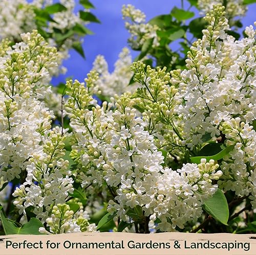 Miniatura 6 de 25 semillas de jlila aponés (extremadamente fragante)/Color Blanco