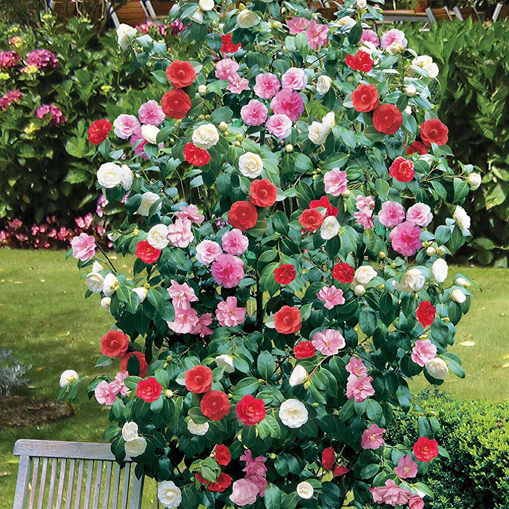 Camellia Tricolor Flower Plant - Outdoor Garden Ready Hardy Shrub - Colourful Flowering Shrub for Garden and Borders - Low Maintenance Evergreen Outdoor Plant (12cm Pot, 15-25cm)