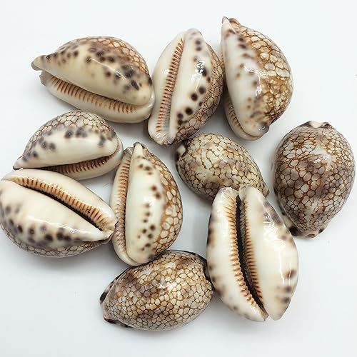 Miniatura 3 de PEPPERLONELY 10 conchas marinas de caurí arlequín, 2 pulgadas  3 pulgadas