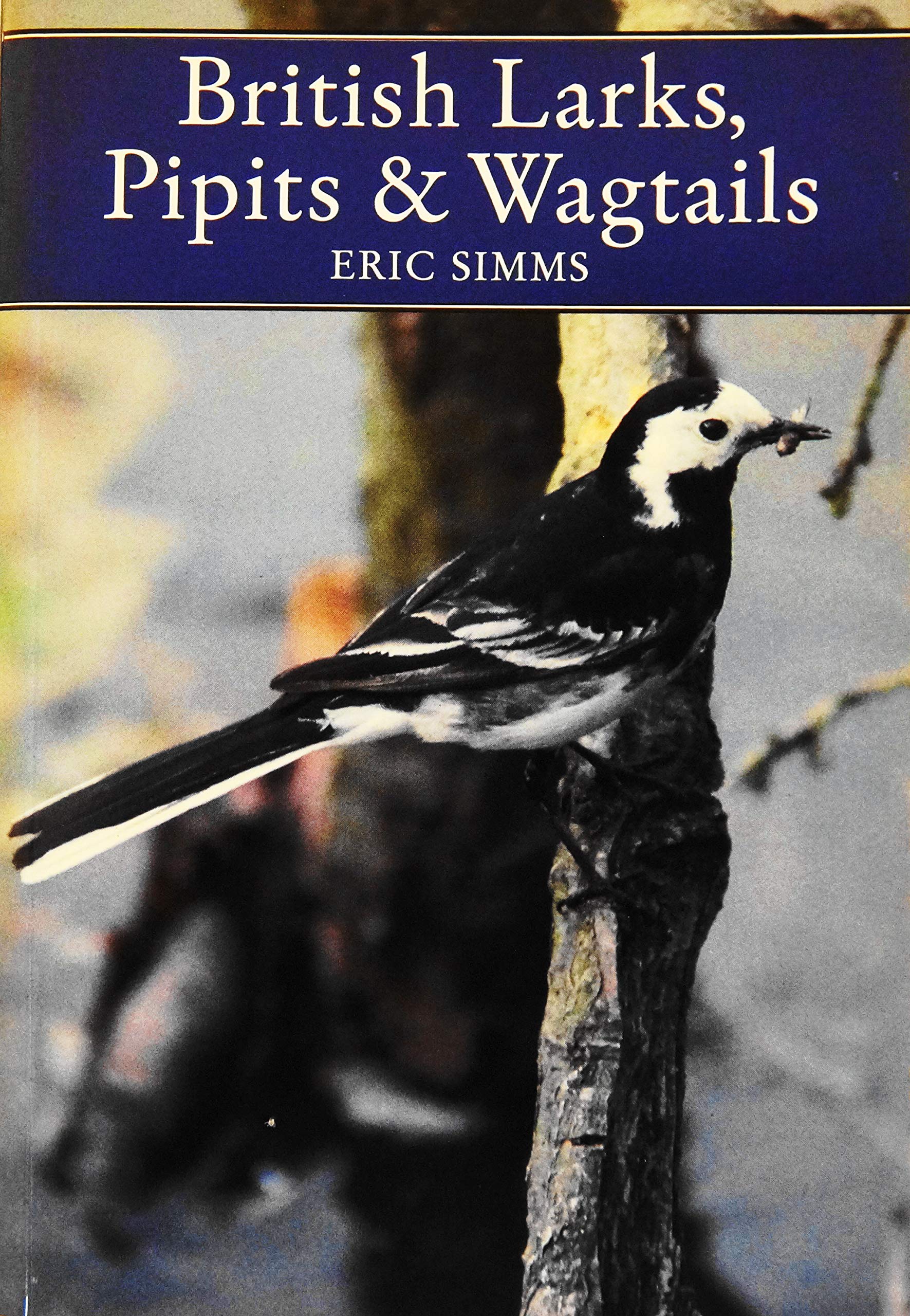 British Larks, Pipits and Wagtails