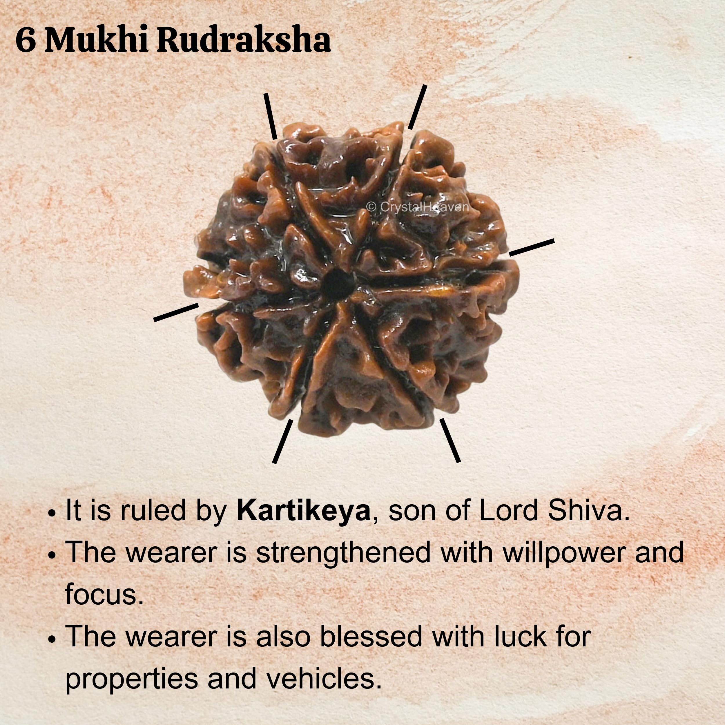 6 Mukhi Rudraksha Original Certified Bead 2