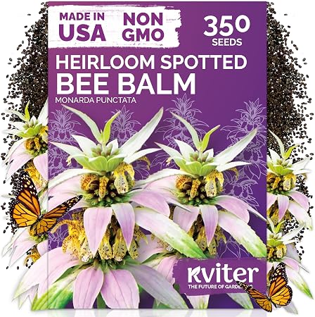 Spotted beebalm (Monarda punctata)