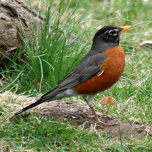 American Backyard Birds - Kindle