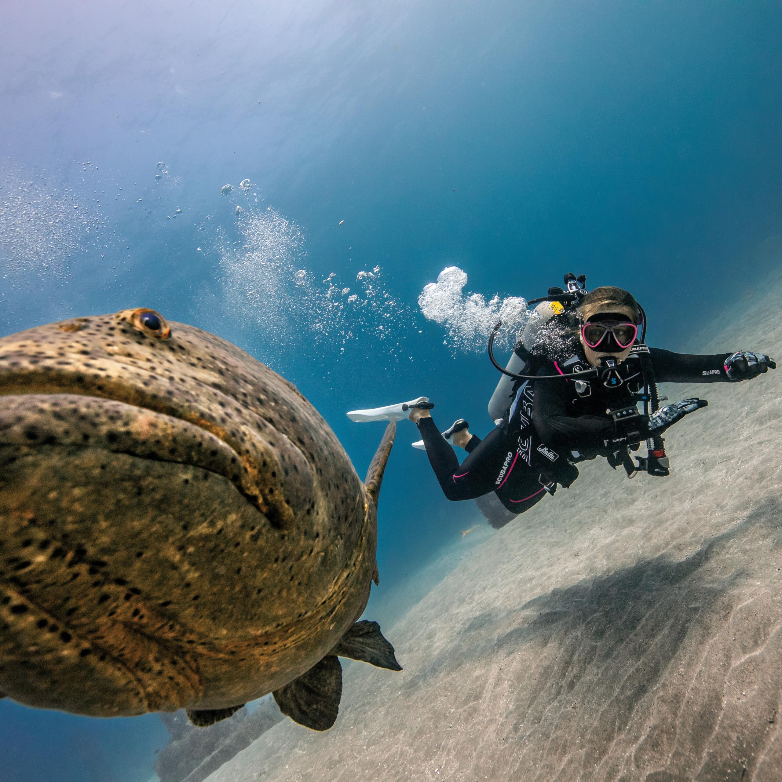 Amazon | Scubapro Bella Diving BCD 第5世代 Air2 タコ