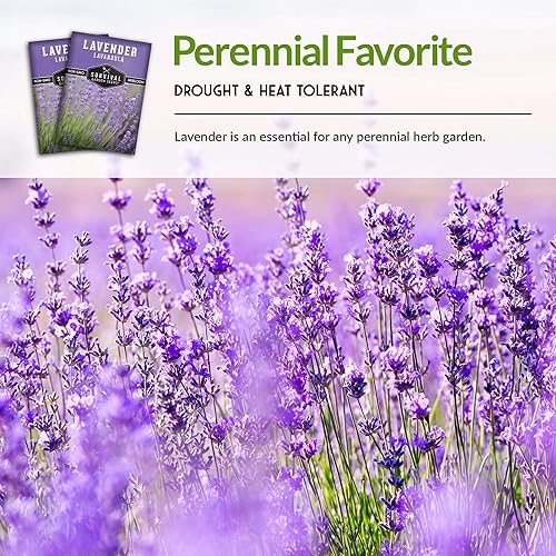 Miniatura 6 de Semillas de lavanda para plantar, 2 paquetes con instrucciones para plantar y cultivar hierbas de lavanda comestibles y medicinales en tu jardín de