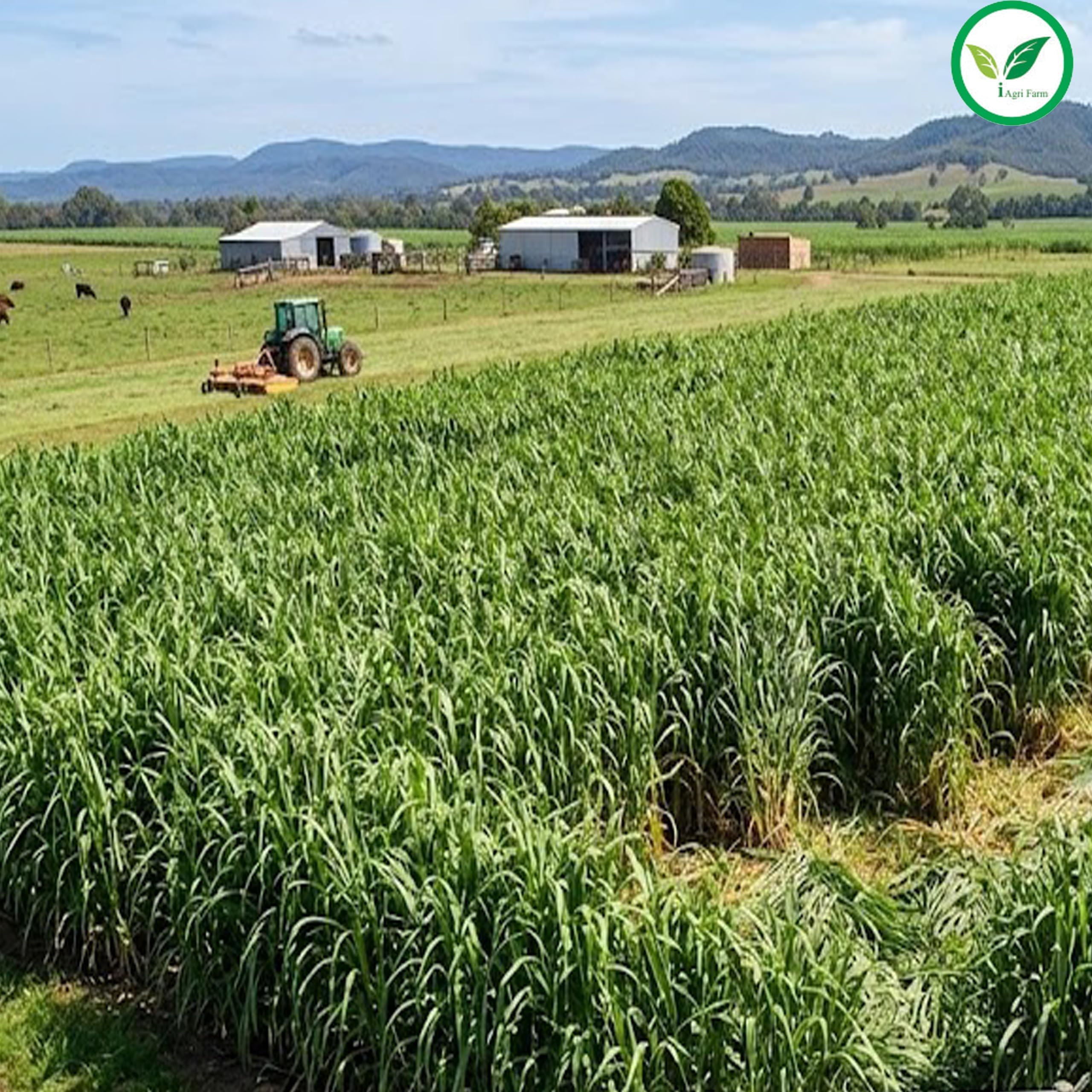 COFS 29 Fodder Sorghum Seed - High Protein & Yield -2 COFS 29 Fodder Sorghum Seed - High Protein & Yield -2
