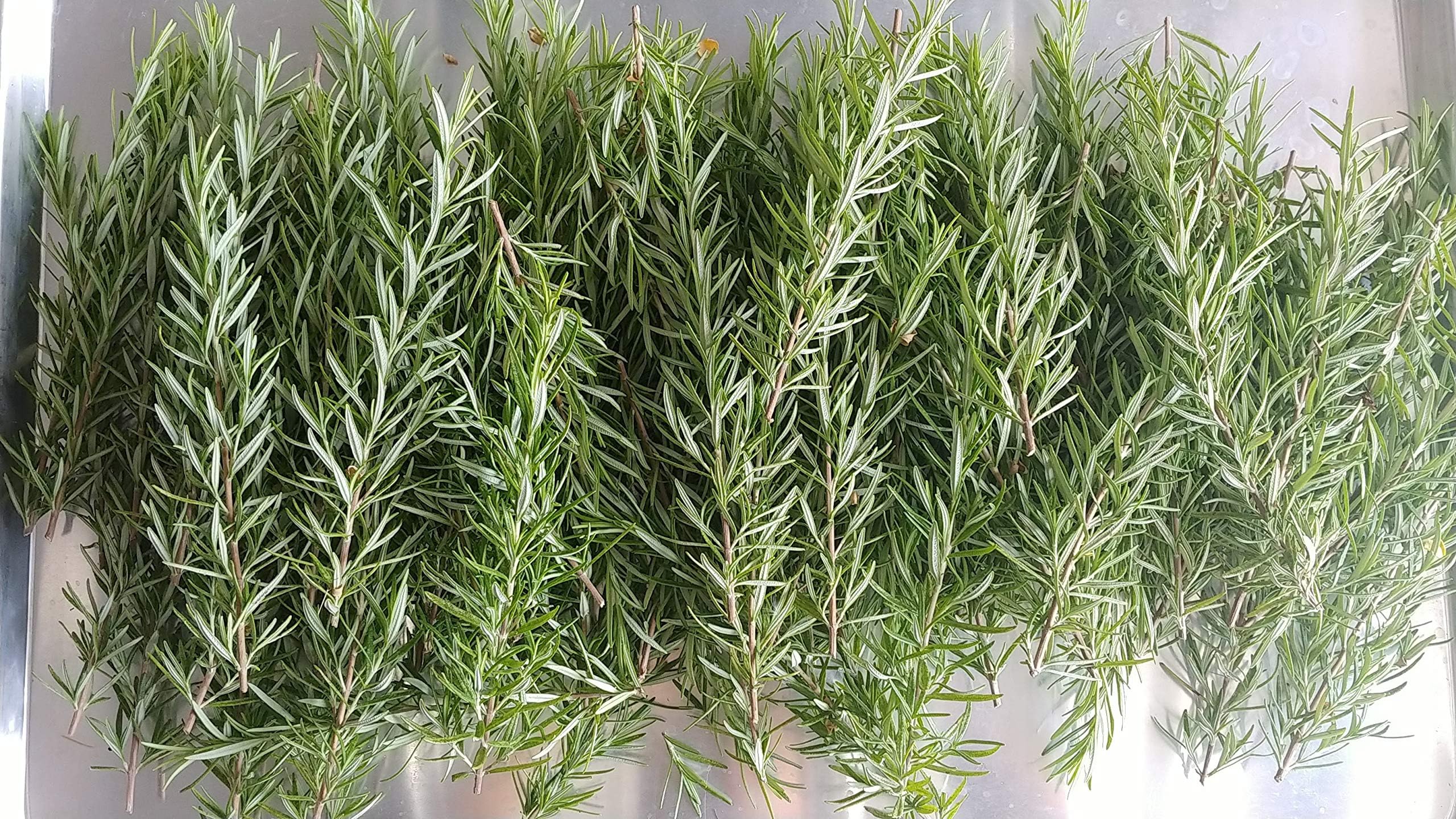 30 Branches Fresh Organic Rosemary Sprigs, Herbs Wedding Events