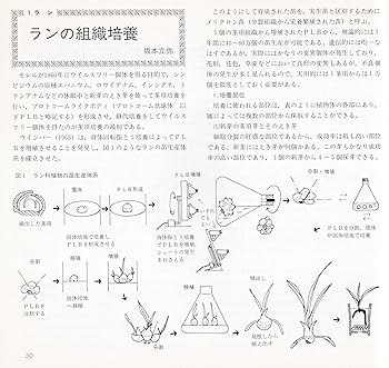 図解組織培養入門: 花・野菜・果樹の増殖と無病苗育成 | 古川