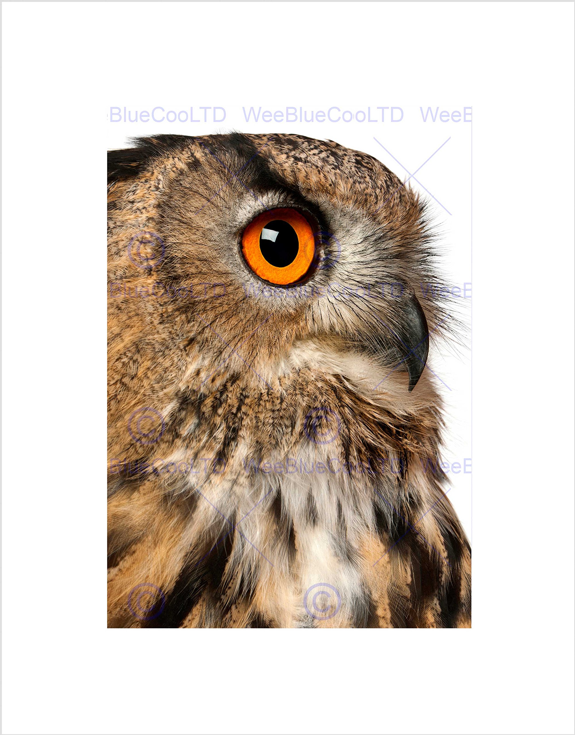 Wee Blue Coo Close Up Eurasian Eagle Owl Eye Bird Of Pray Wall Art Print