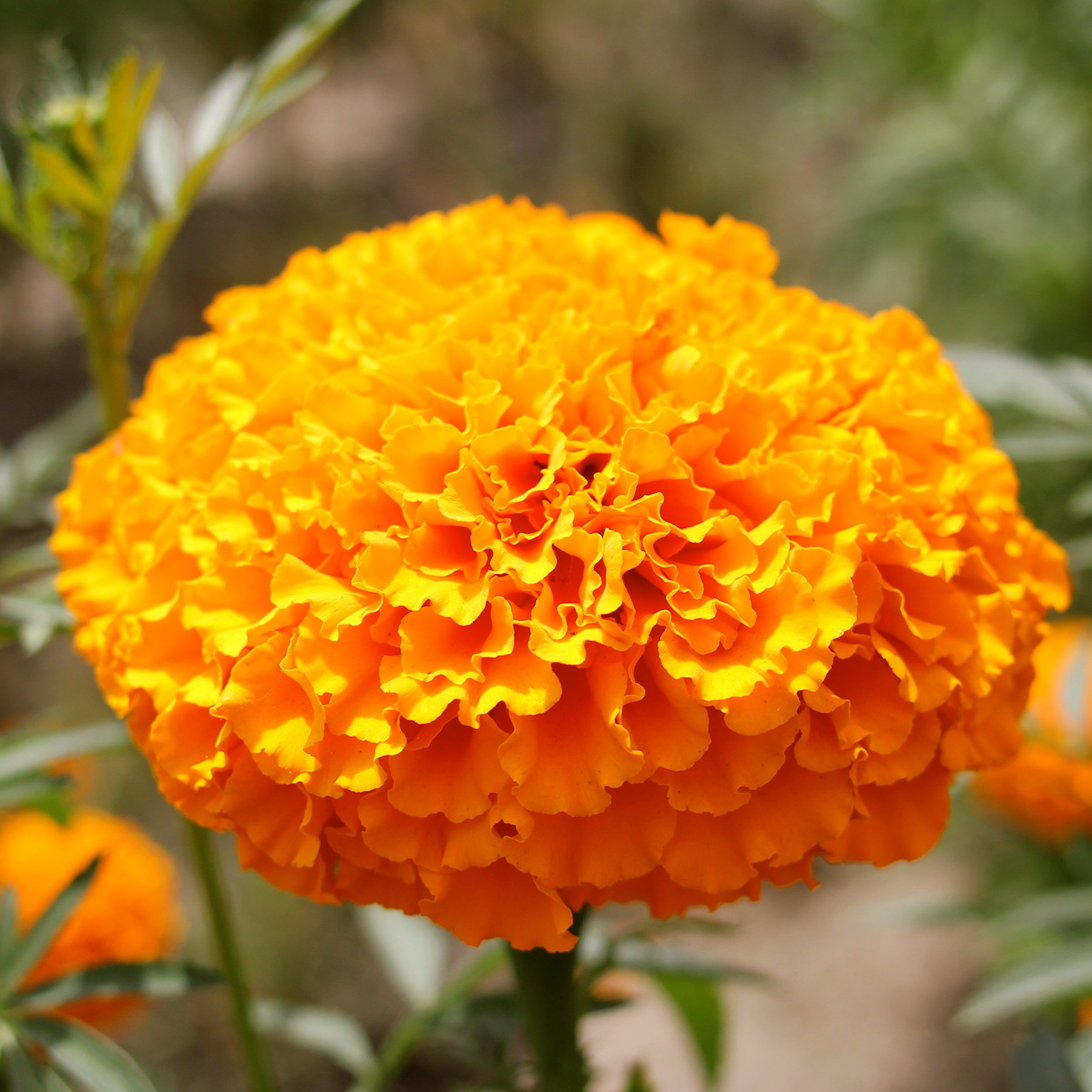 Biocarve African Hawaii Orange - Pack of 100 Seeds (B01ASWQUMQ) Amazon Price History, Amazon Price Tracker