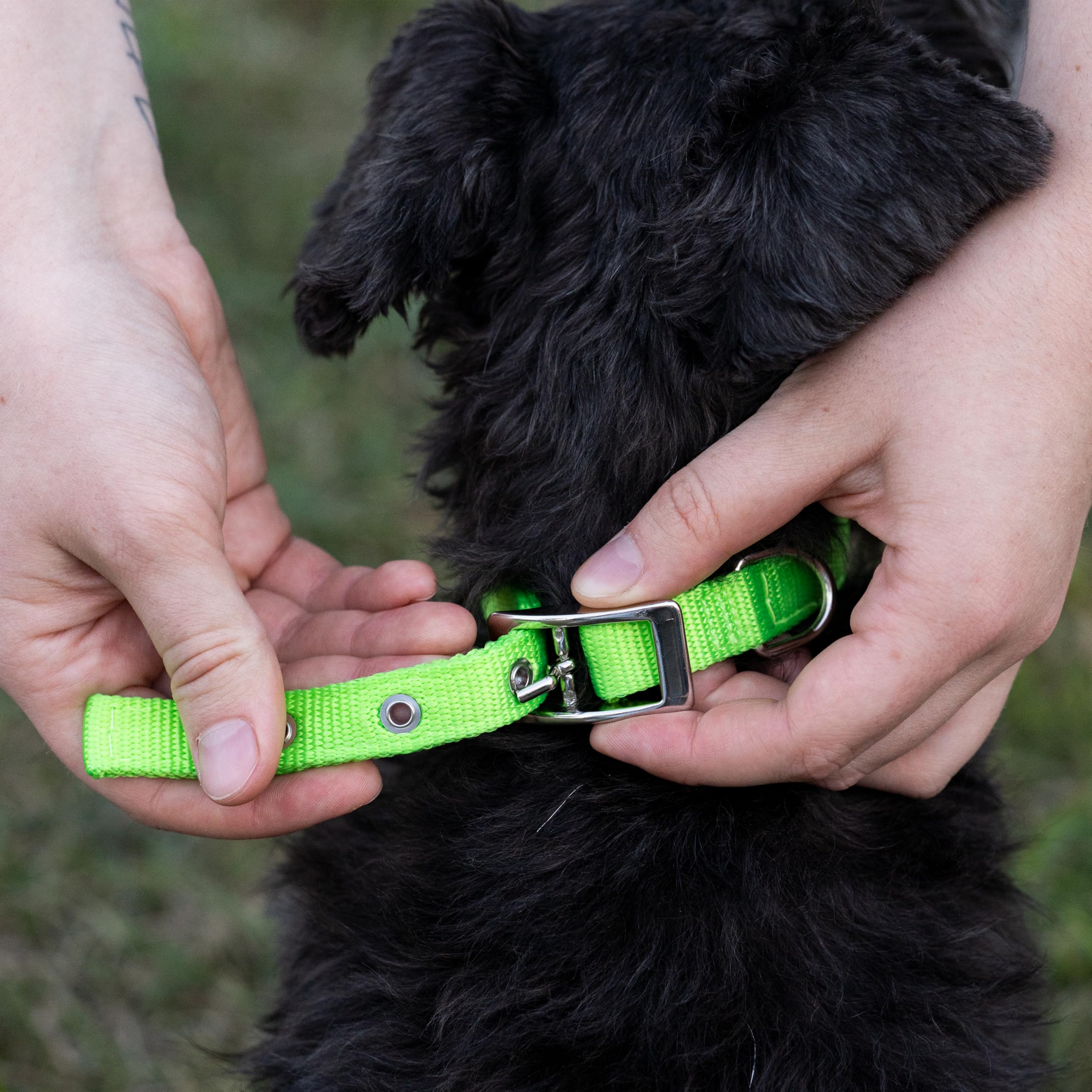 Ferplast Small Dog Collar Adjustable Padded Nylon Dog Collar Metal Buckle, Neck Size 23-31 cm, Green - Image 4