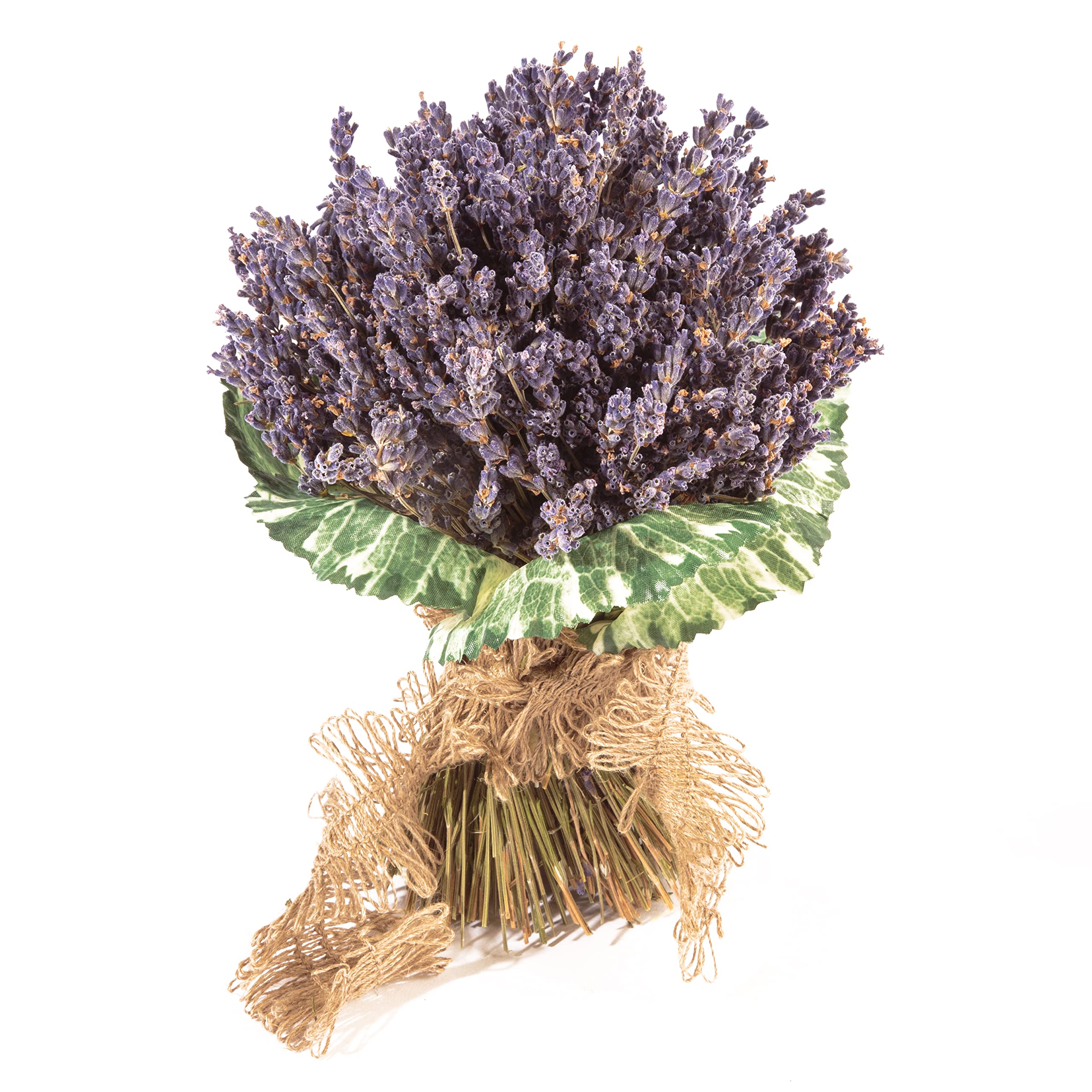 Getrockneter Lavendel aus der Provence Lavendelstrauß mit ca. 600 Stiele Trockenblumen Raumduft Deko Ernte August 2025