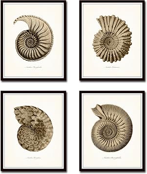 Sepia Nautilus Shells Print Set Giclee Fine Art Prints - Unframed - Coastal Decor, Coastal Wall Art, Beach Decor, Beach Wall Art