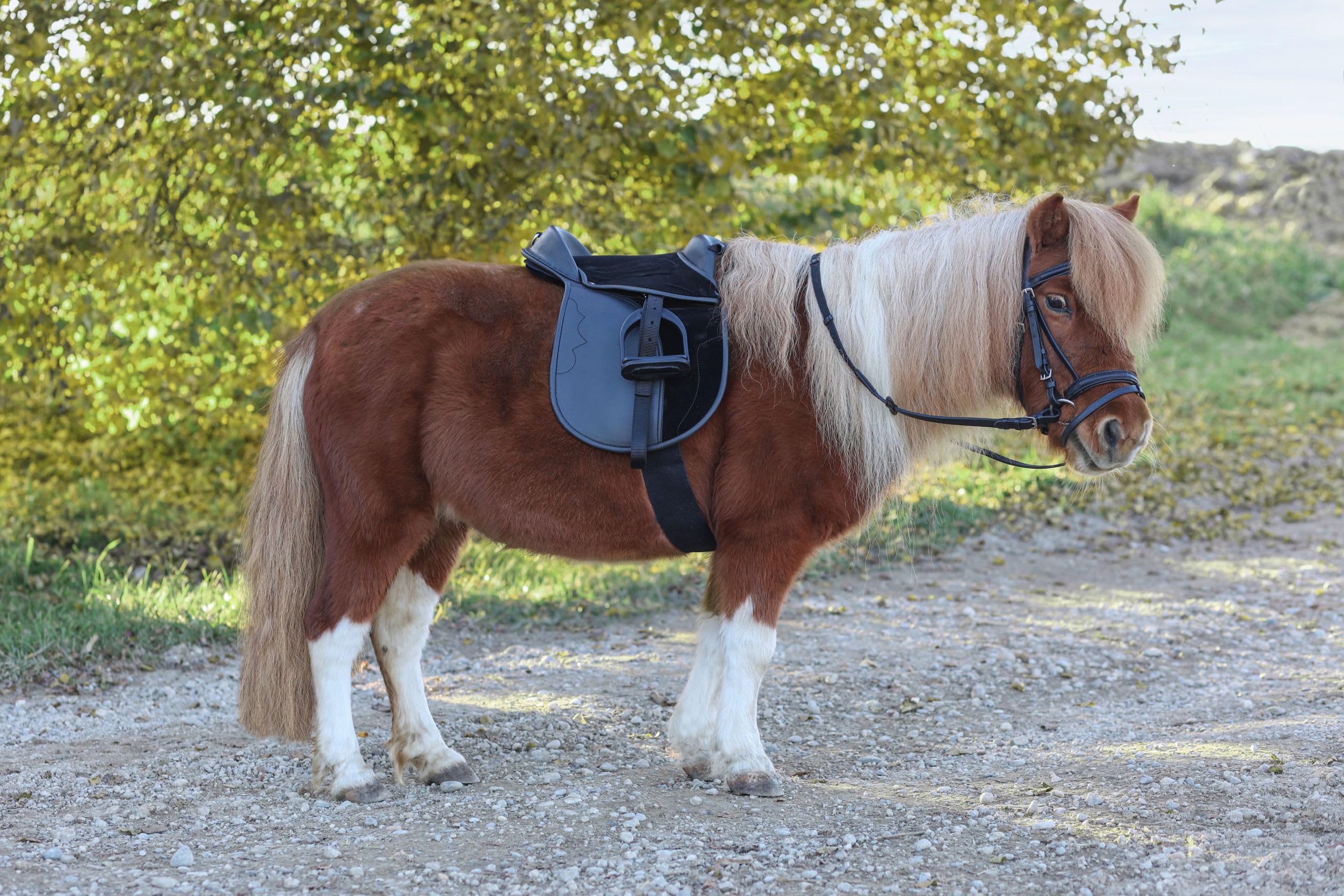 Covalliero Juego de Silla de Montar Economy, Pony, Negro, 15 Pulgadas, 34,5 cm de Ancho, Material sintético, Caballos, Antideslizante, Ajustable Individualmente