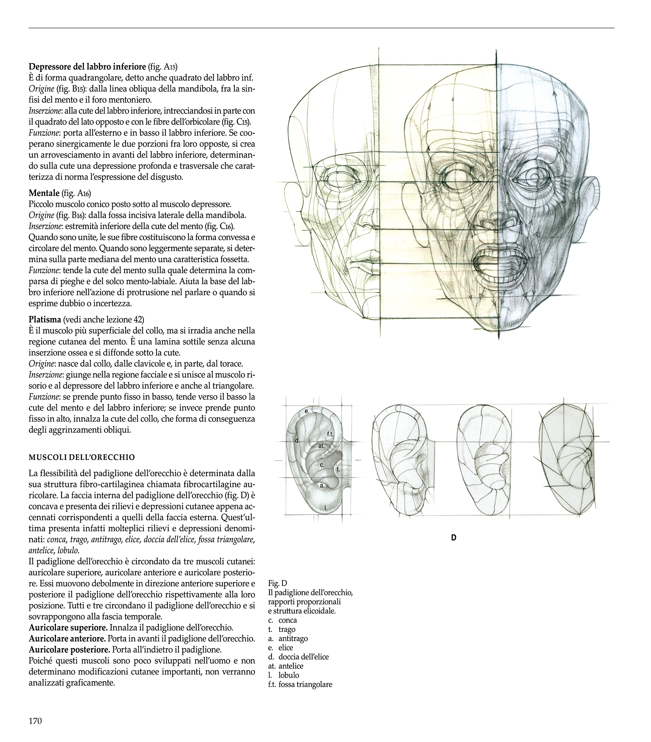 Struttura uomo. Manuale di anatomia artistica