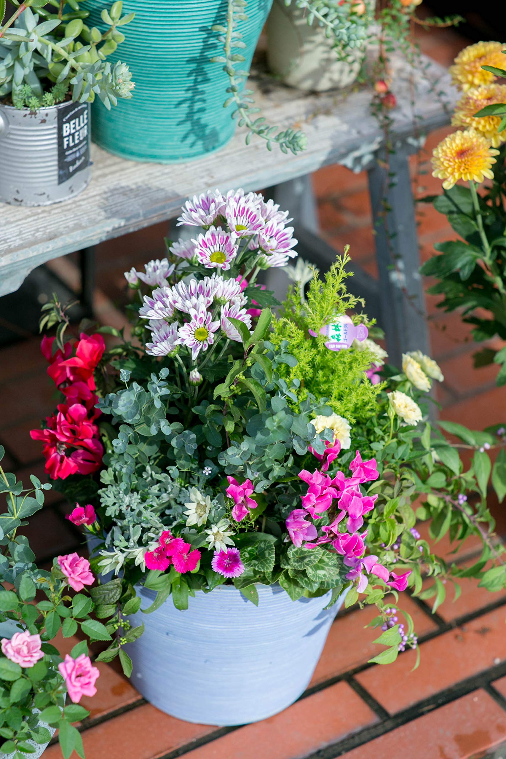 Amazon｜季節のおまかせ寄せ植え 寄せ鉢 鉢花 お任せ種類できれいに