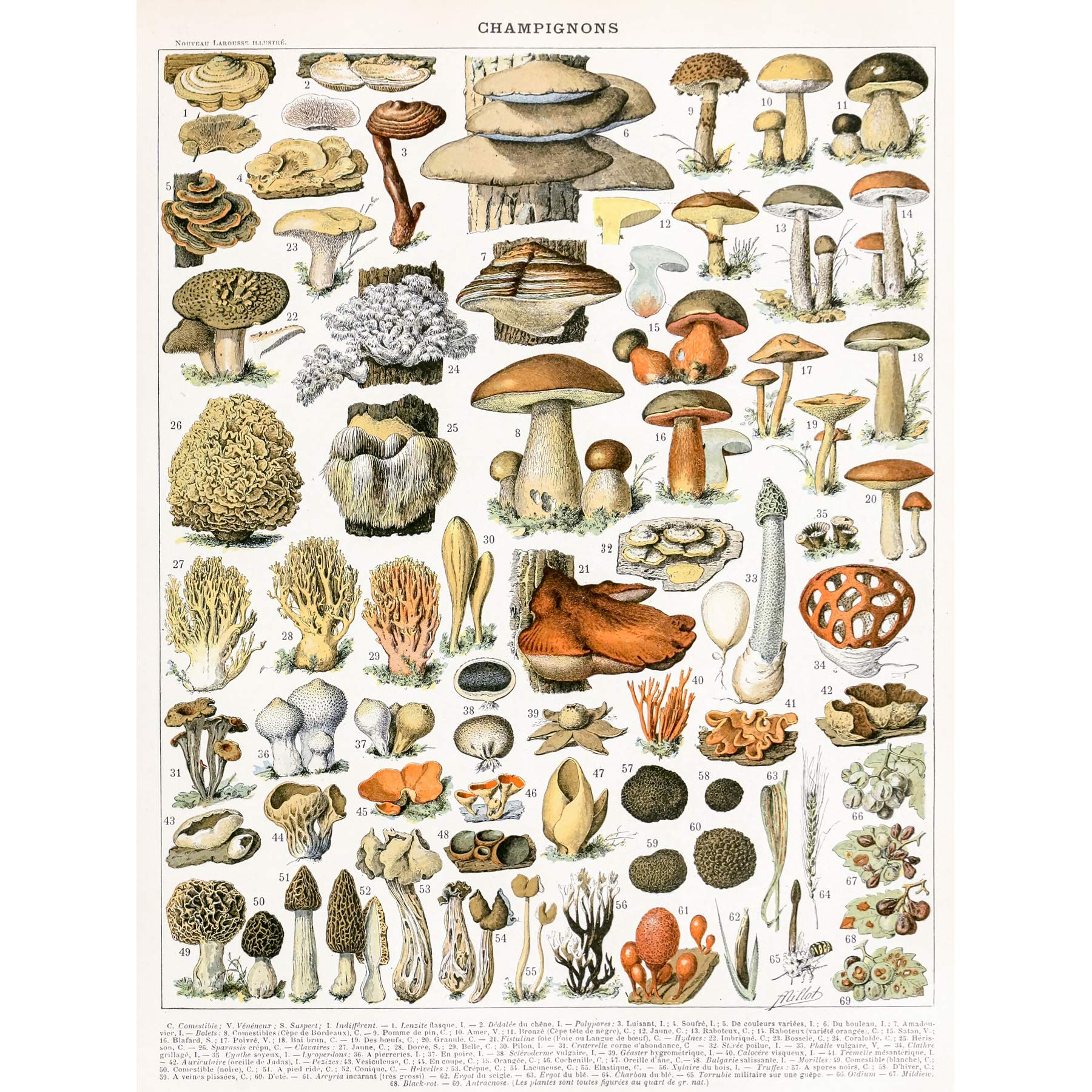Artery8 Millot Encyclopedia Page Mushrooms Variety Large Wall Art Poster Print Thick Paper 18X24 Inch
