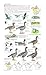 Field Guide to the Birds of North America