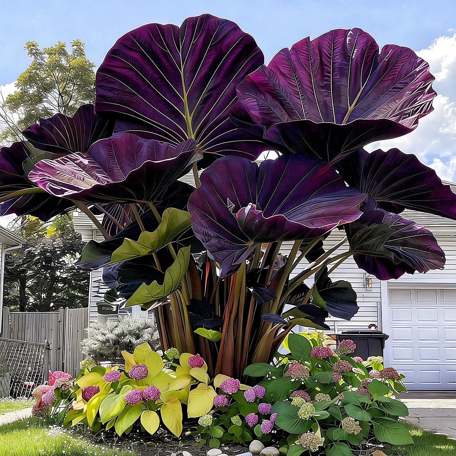 Bulk Elephant Ear Surprise Growth, Colocasia Gigantea Bulbs, No Watering Required, Drought Tolerant-6Bulbs-h