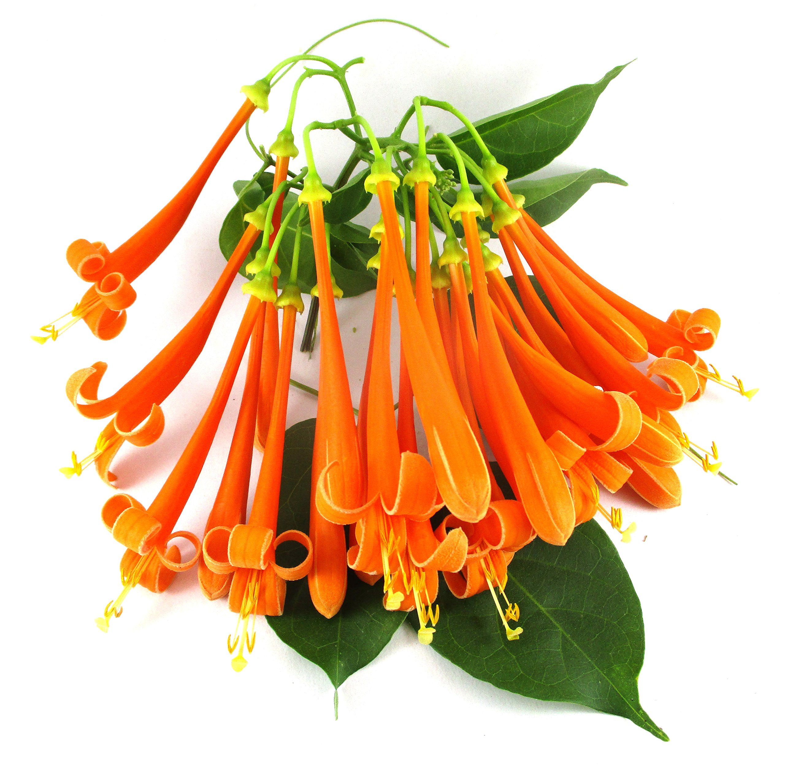 Amazon Com 小號金銀花珊瑚活植物 Lonicera Sempervirens 露臺 草皮與花園