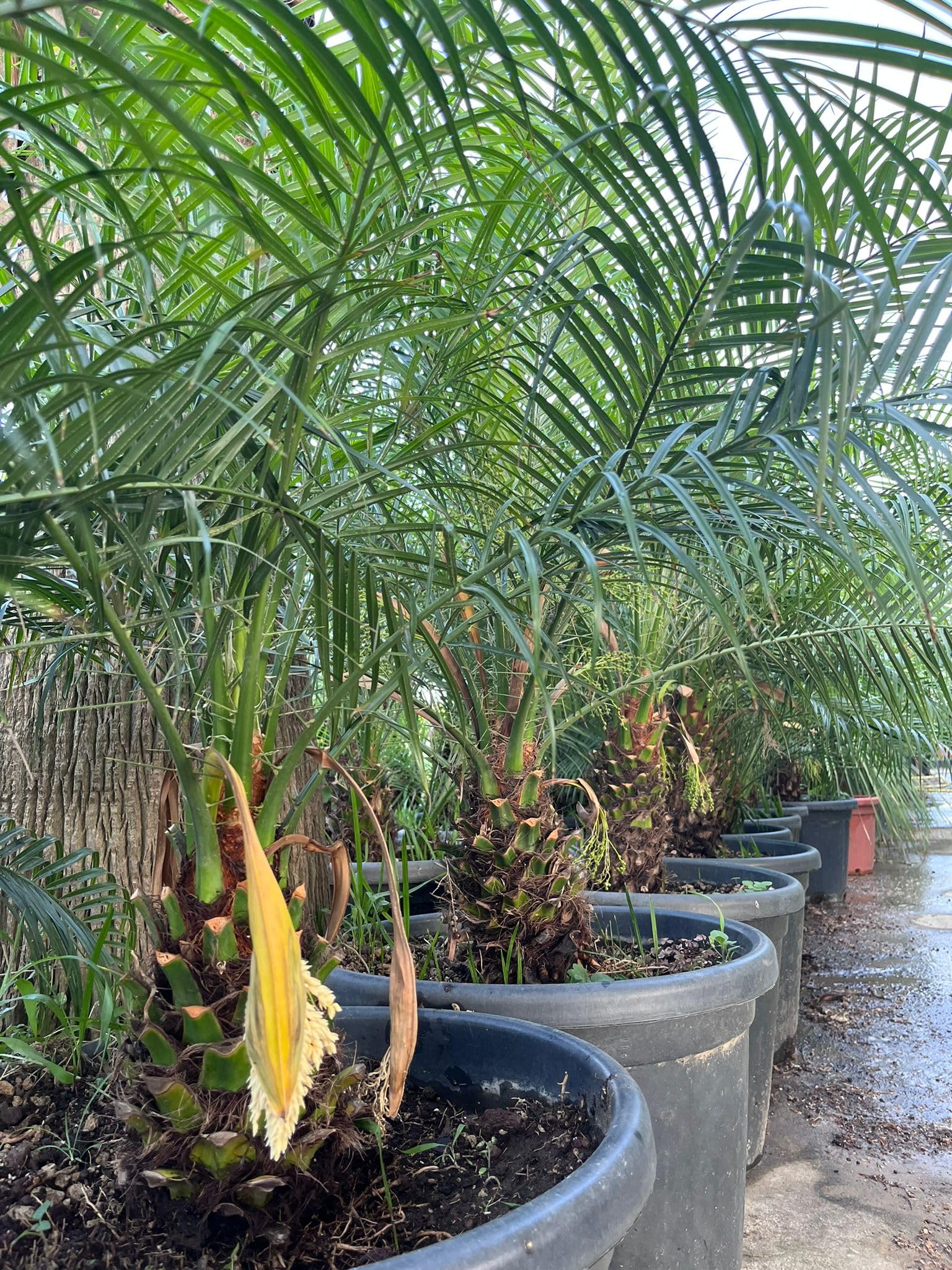 20 Idee Fai Da Te Economiche Per Un Giardino Spettacolare - Foto 6