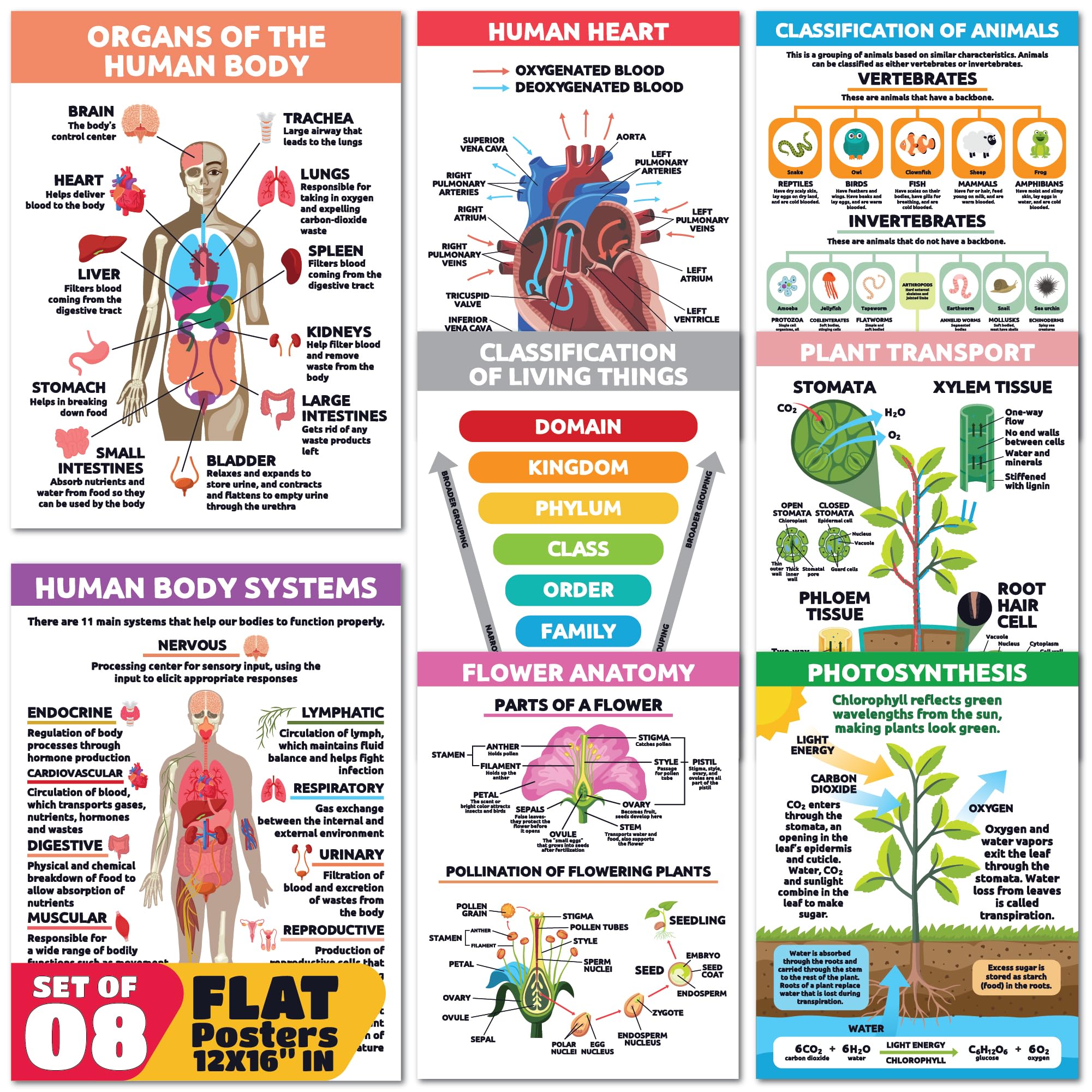 Affiches sciences de la vie Sproutbrite pour animer les cours d'école