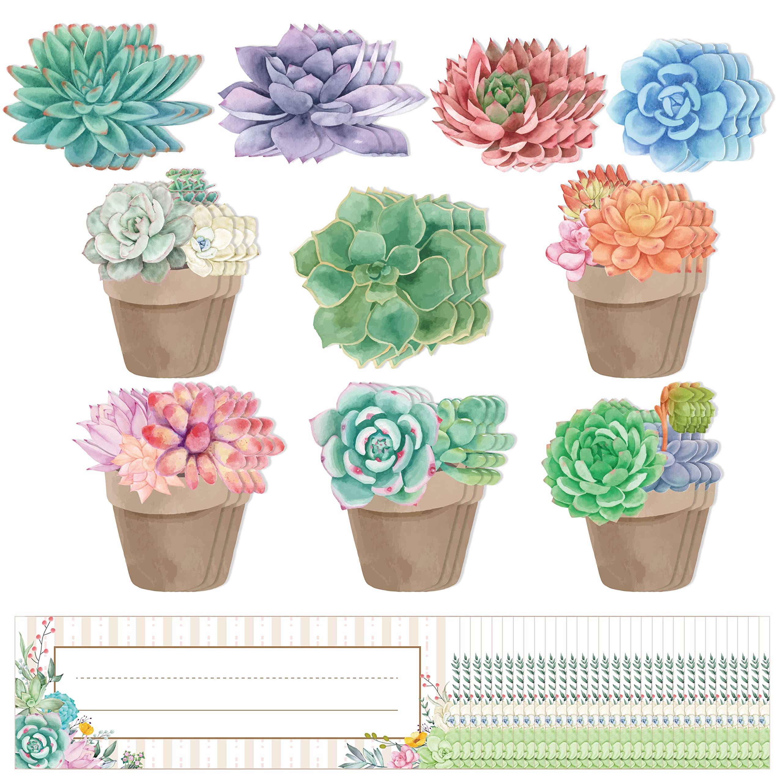 Names Of Succulents