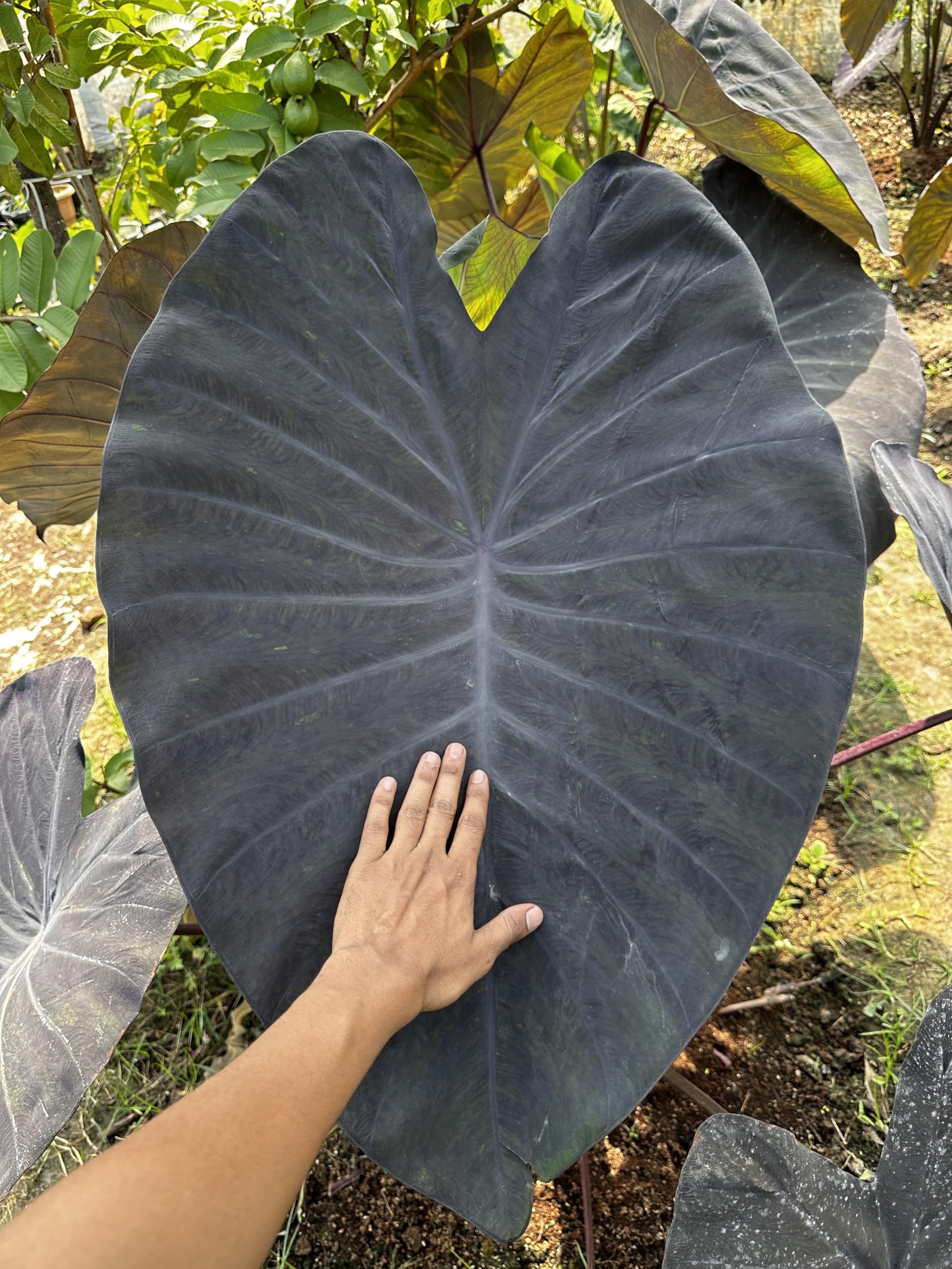 Indian gardens - Colocasia Black Magic Indoor Plant : Amazon.in: Garden &  Outdoors