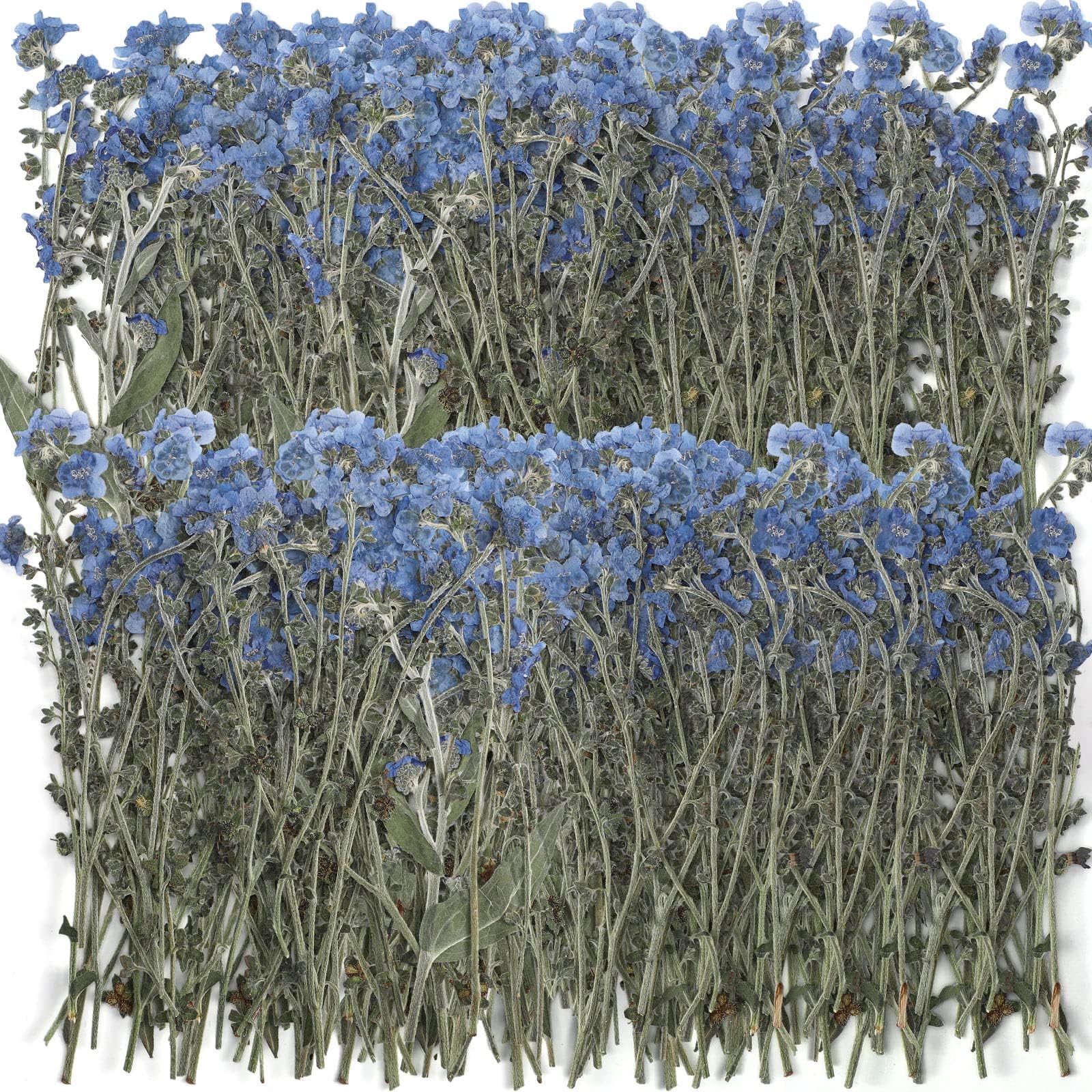 Sponsored Ad – 100 Pcs Natural Forget Me Not Pressed Dried Flowers Dried Flower Real Dried Flowers for Resin Jewelry Candle Card Making Nail Art Flowers DIY Home Decoration for Indoor Outdoor Garden Porch Window