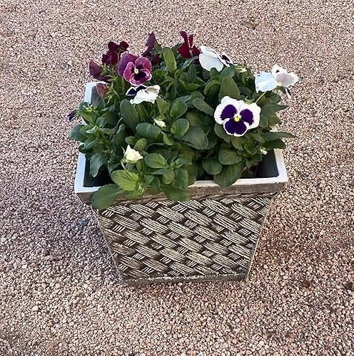 Miniatura 4 de Exaco FM-SBWP - Juego de 2 macetas cuadradas medianas de piedra arenisca lavada