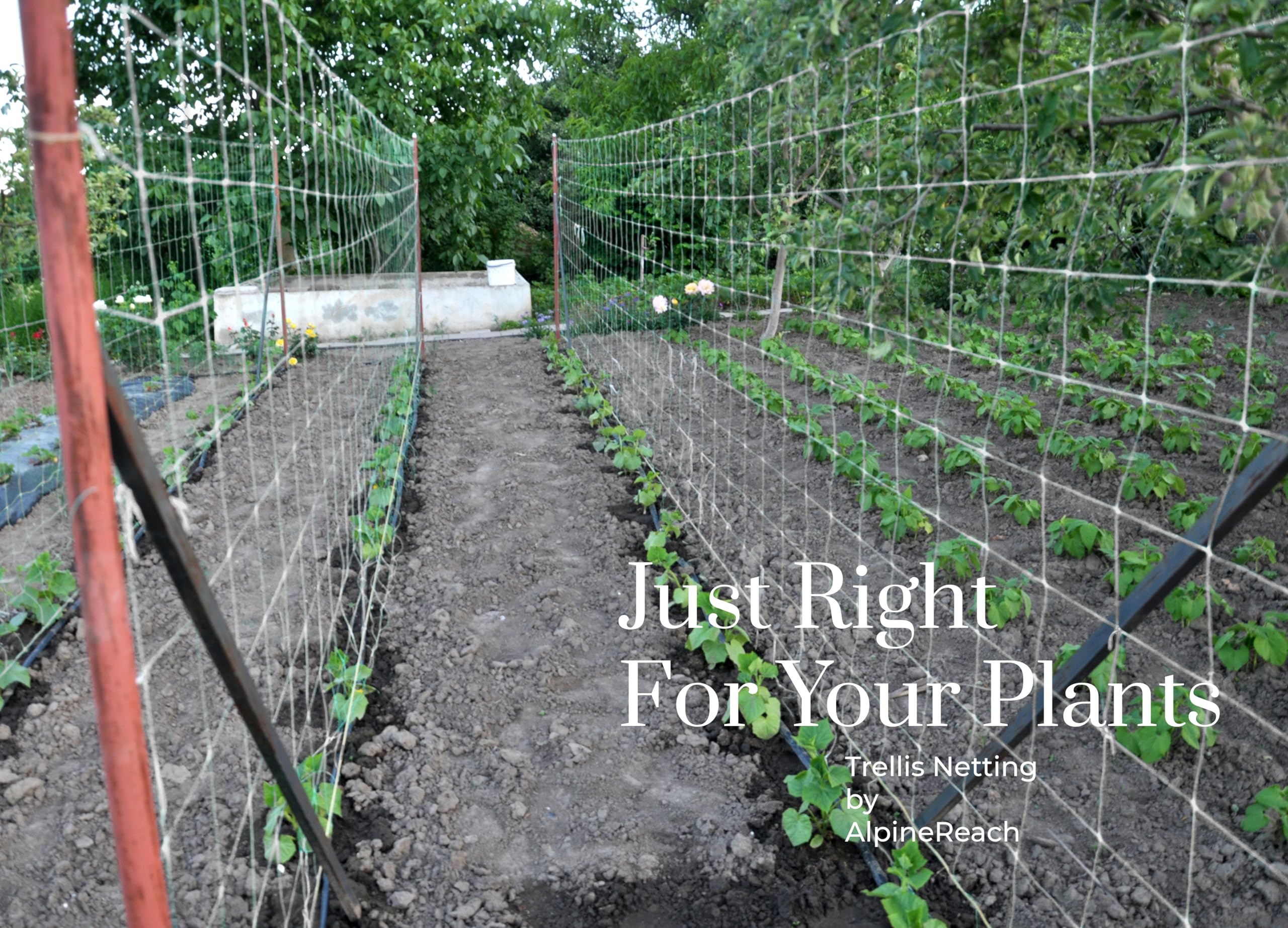 Rete Per Piante Rampicanti - 1.5 X 10 Mt, Supporto Per Edera, Piselli E Piante Da Giardino - Foto 4