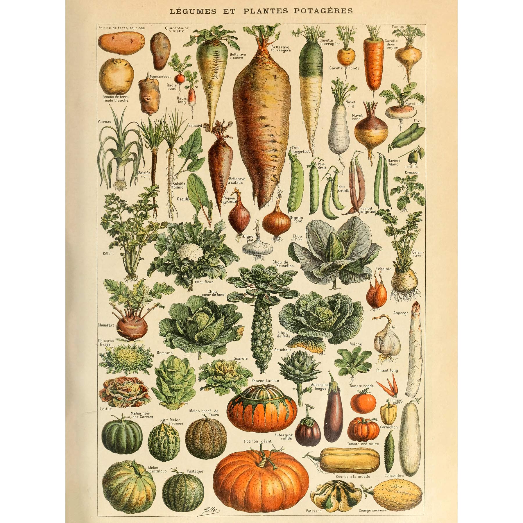 Artery8 Millot Encyclopedia Page Vegetables Legumes Premium Wall Art Canvas Print 18X24 Inch