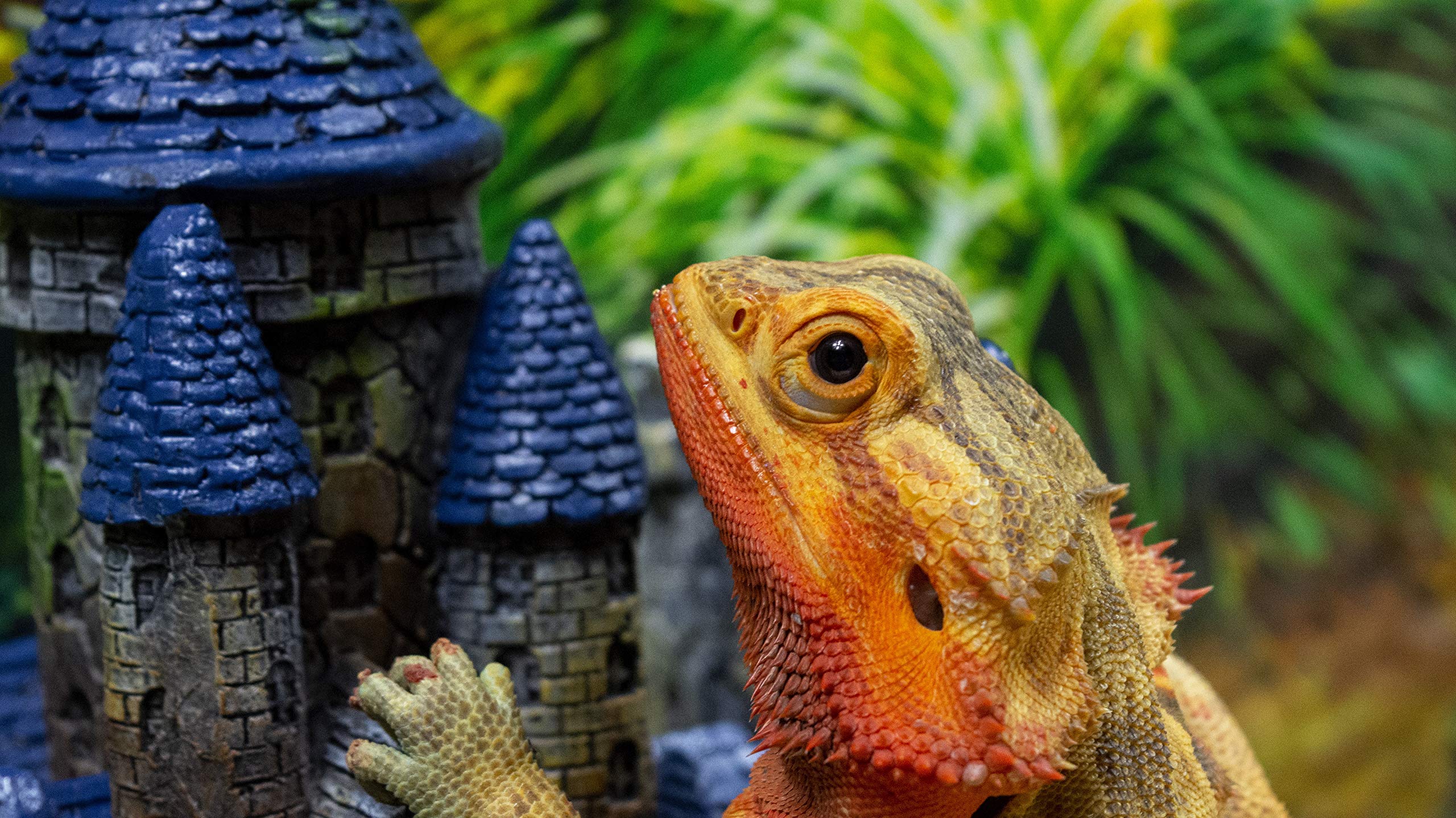 Amazon | Penn-Plax 爬虫類の城 隠れ家 - 小中型爬虫類やトカゲの