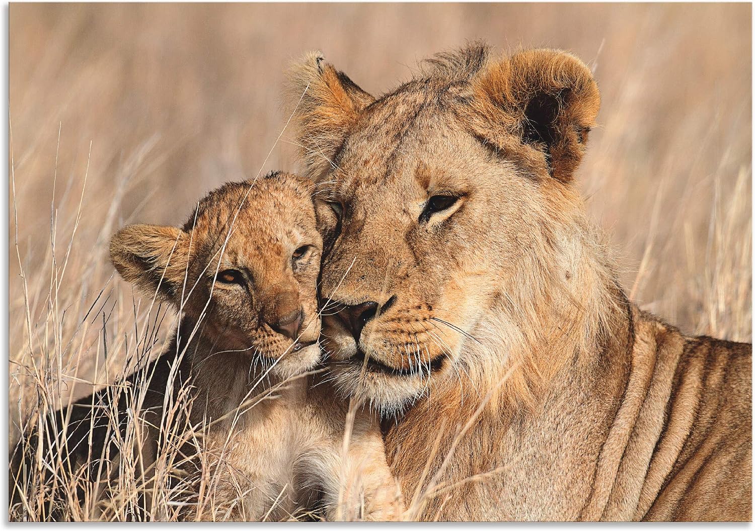 ARTland Wall Picture Aluminium Composite Panel for Indoor and Outdoor Picture 70 x 50 cm Animals Wild Animals Lion Photography Brown Large Lion Brother T6BP