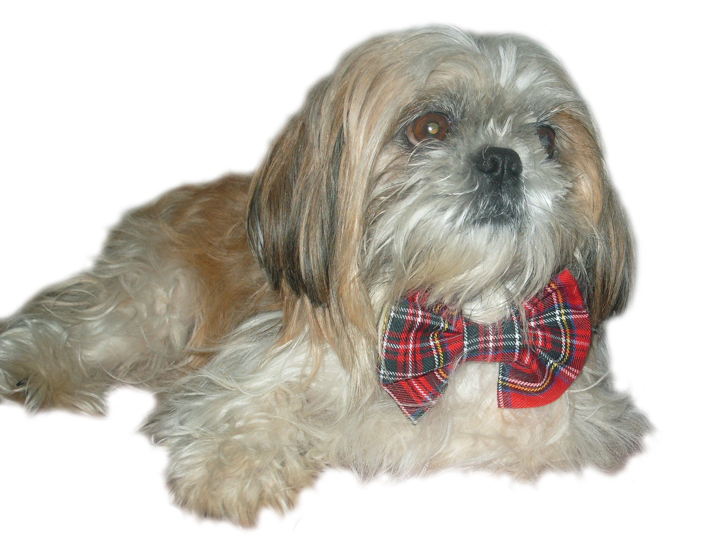 Cosipet Bow Tie, Medium, Royal Stewart Tartan